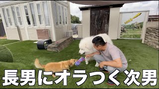 コロ太に遊んでもらう日 長男コロ太 Mix犬 は自分よりデカい次男アル グレートピレニーズ にオラつかれお利口になります Youtube コロ太に遊んでもらう日 長男コロ太 Mix犬 は自分よりデカい次男アル グレートピレニーズ にオラつかれお利口になります Youtube