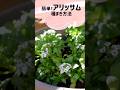 アリッサムの種まきの仕方