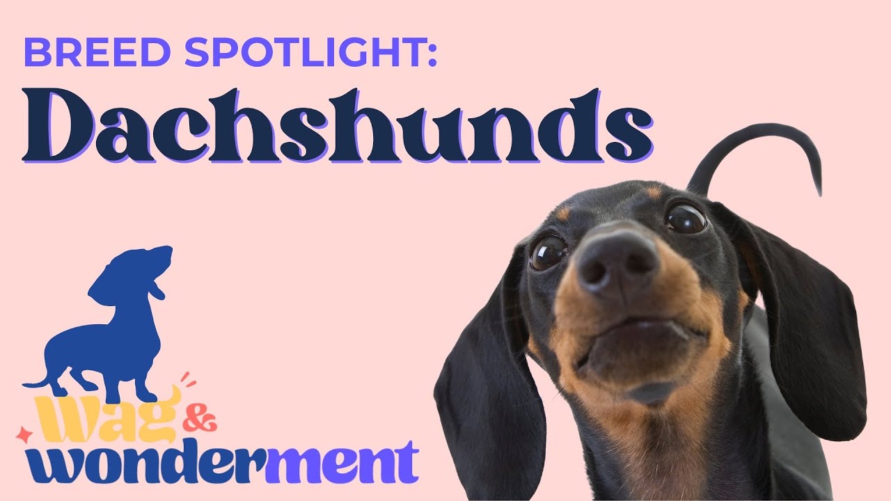 Breed Spotlight: Dachshund