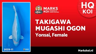 Download Lagu Mugashi Ogon van Takigawa, Yonsai, Female, 69 cm MP3