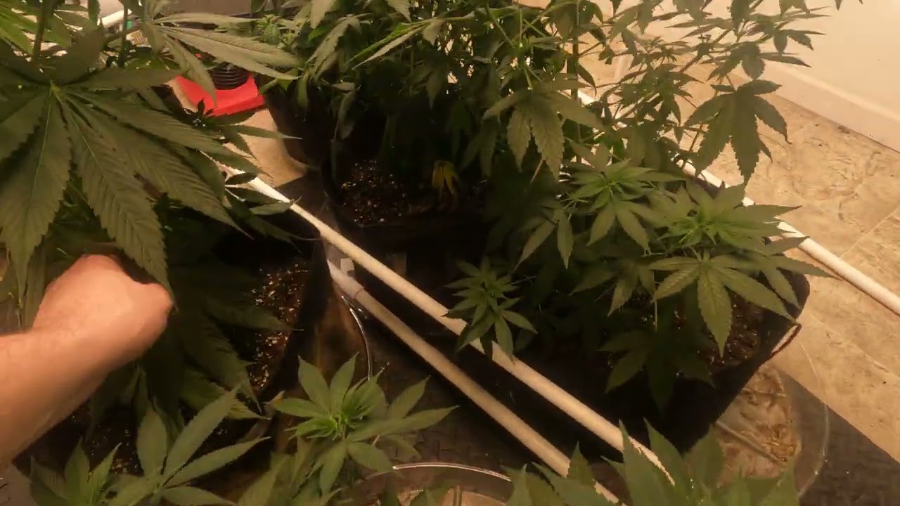 CB Diesel Grow Week 4 Update