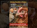 Infectious Bronchitis in #chicken Cased by bronchitis virus