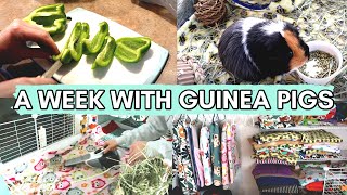 My Easy Guinea Pig Daily Routine! 🐹✨