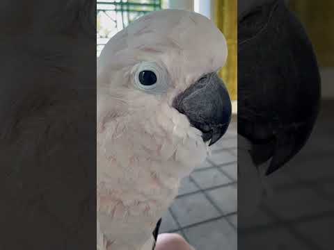 Misha the Moluccan Cockatoo's Afternoon Out: Tower Grove Park Adventures & Kid Cuddles!