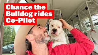 Chance the American Bulldog rides CoPilot on Doggy Bus | Wonderful Gifts for the Dogs