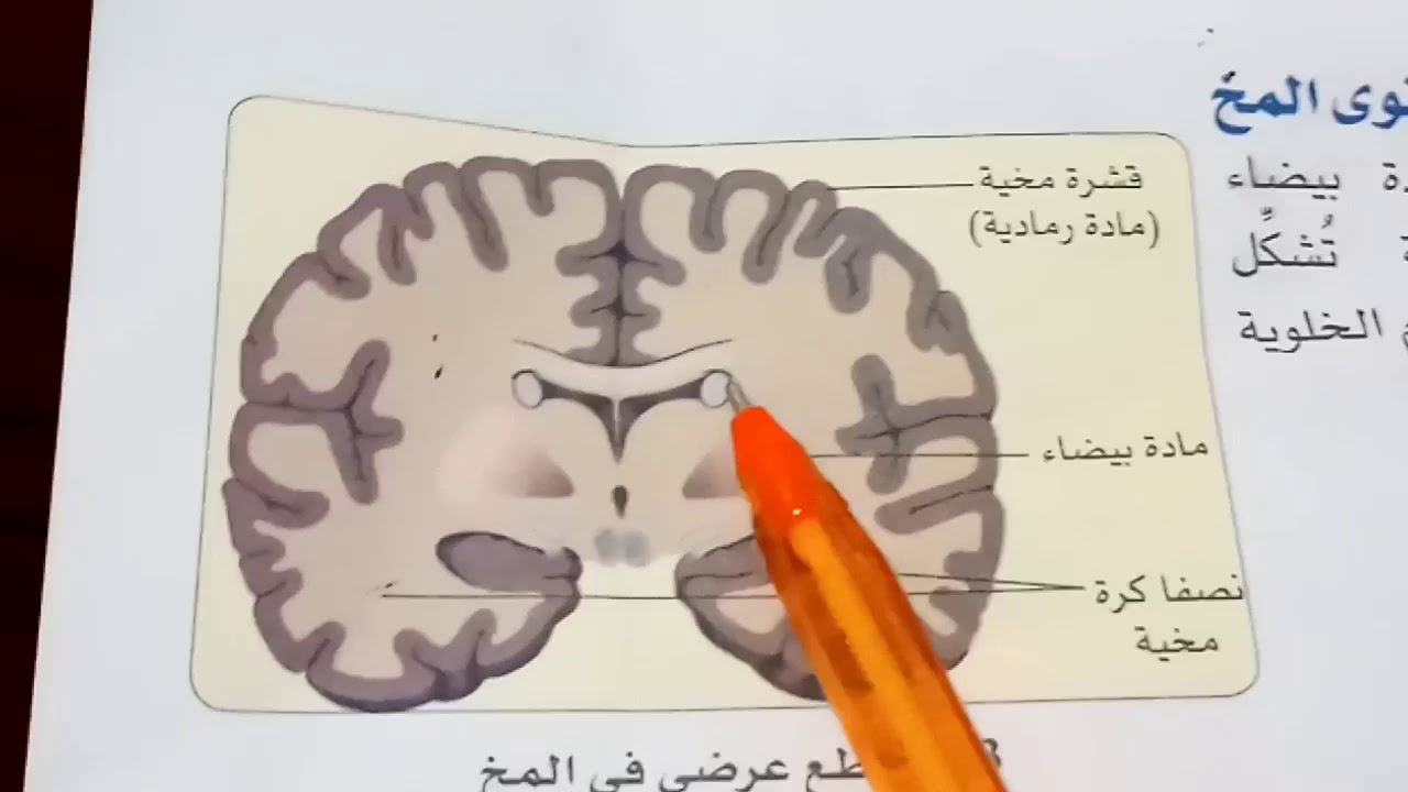 شرح مبسط لمعالجة المعلومة على مستوى المخ - علوم - رابعة متوسط