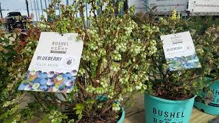 BLUEBERRIES Bushel and Berry® | Garden Center | Stratford CT