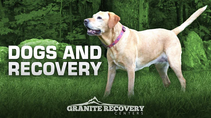 Traci McCarthy - Dogs And Recovery (Stories Of Add...