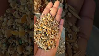 Chciks fast growing feed #chciks #feed #foryou #aseel #viralreel