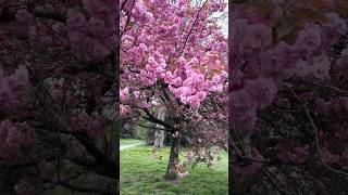 Cherry Blossom London 🌸 Full Bloom Spring Walk | Relaxing Sakura Views in 4K