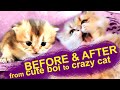 ✨ How a Kitten Grows: Before and After in 6 Months