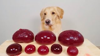 Dog GIANT KYOHO JELLY MUKBANG ASMR| Golden Retriever Food Review