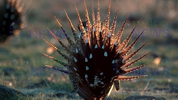 Male Sage Grouse Booming in the Lek Near Bryce Canyon in Southern Utah 23