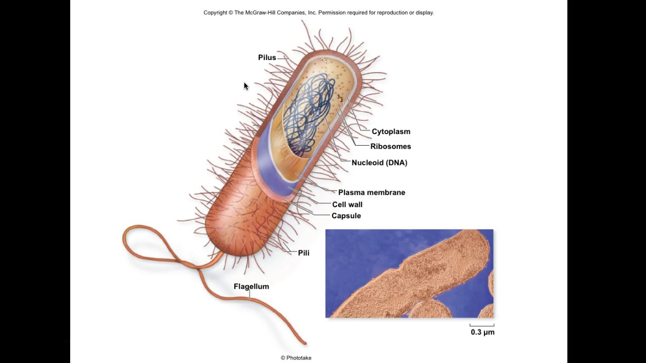 AP Biology CH 4 Cell Structure Function Lecture 1 - YouTube