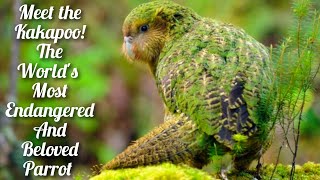 Meet the Flightless Kākāpō Parrot: One of the Rarest and Most Unique Birds on Earth by Pets Expo 51 views 5 months ago 1 minute, 32 seconds