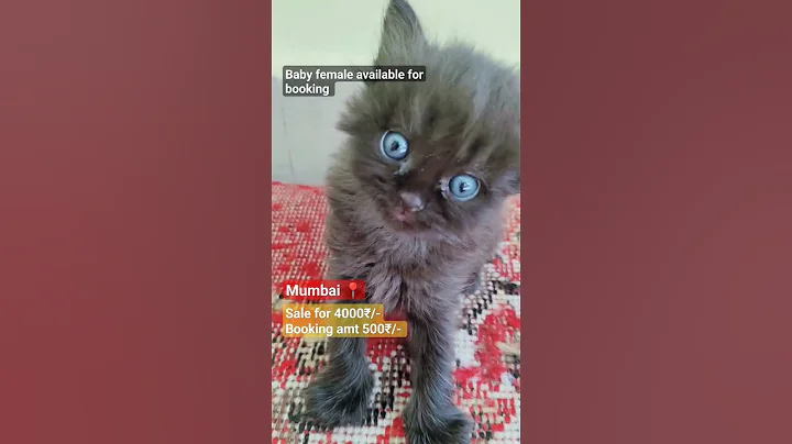 Video 11779491: persian cat kitten