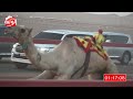 الشوط 3 عوايد لـ خالد سيف محمد الشامسي 2 4 شارة الصندوق 2023 8 20 فطامين سيح صبرة