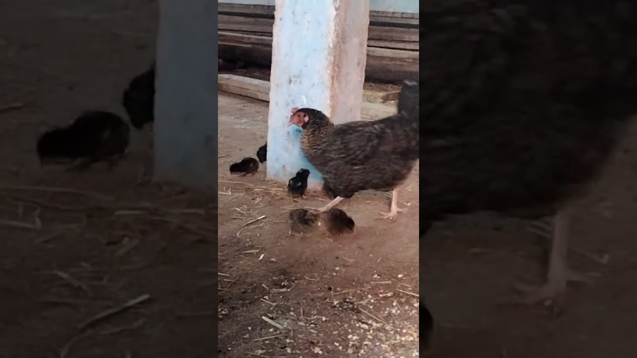 أجمل فراخ دجاج🐥🐤🐣🐓🐔🥰🥰