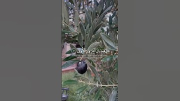 قال فمن ربكما يموسى 🤍القارئ محمد ايوب /اجمل صوت #quran #قران #اجر #facts #fyp #nabed #الحمد_لله