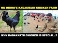 MS Dhoni's Kadaknath Chicken Farm | Why Kadaknath Chicken is Special | Kadaknath Chicken Farming