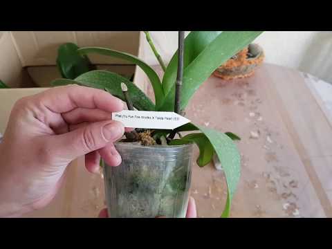 Video: Passiflora Edas-111 - Návod K Použití, Recenze, Cena Kapek, Analogy