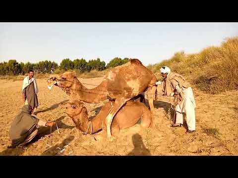Sex camel 🐪🐫