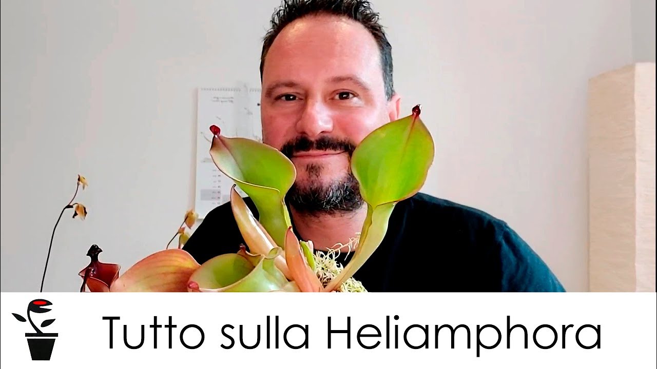 TUTTO SULLA HELIAMPHORA
