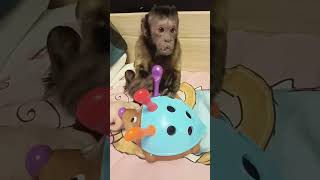 Милаша и ежик , новые умелки #pets #monkey #обезьяна #capuchin