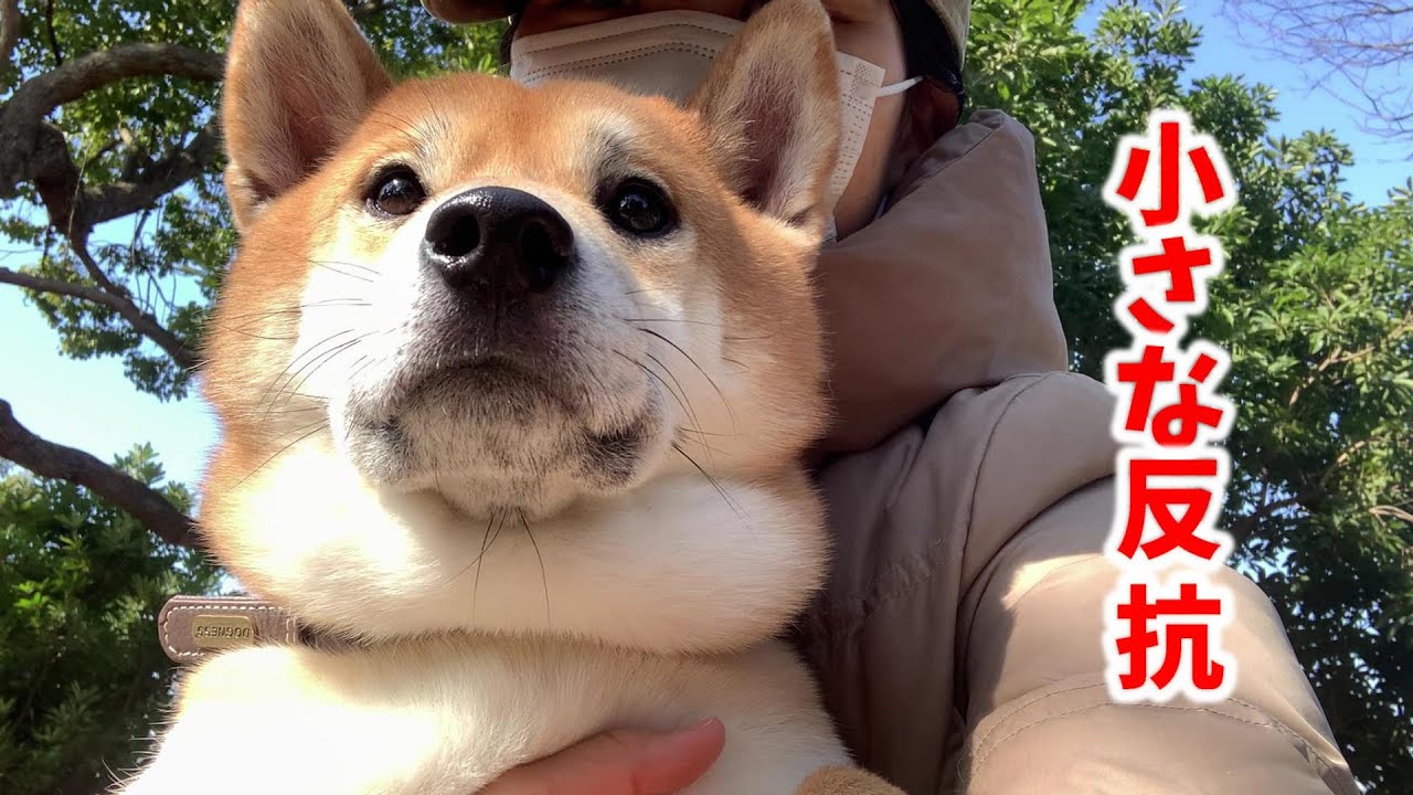 早く散歩に行きたくて泣き出す柴犬と日向ぼっこしたらドヤ顔を披露したので続行した結果 Youtube