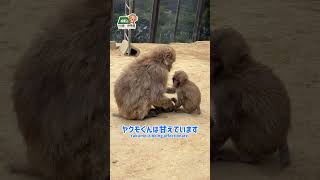 【高尾山さる園】ヤクモくんとヤソウお兄ちゃん　#monkey #monkeypark #mttakao