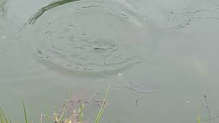 Feeding the Bluegill