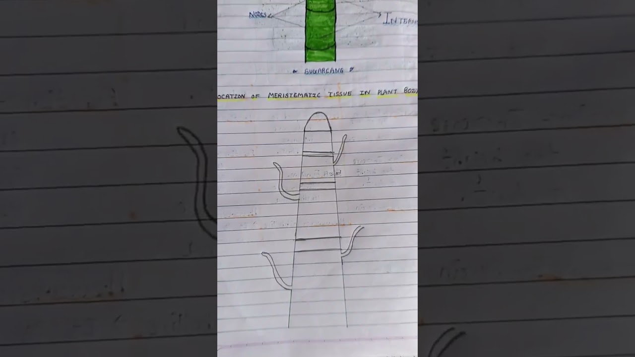 Location of Meristematic Tissue in Plant Body❤️❤️❤️❤️😌