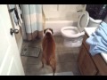 Smart Boxer dog knows when it's time for a bath.