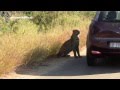 Leopard likes vehicle