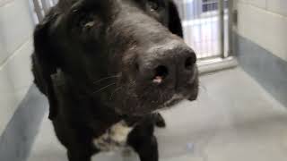 acs A222806