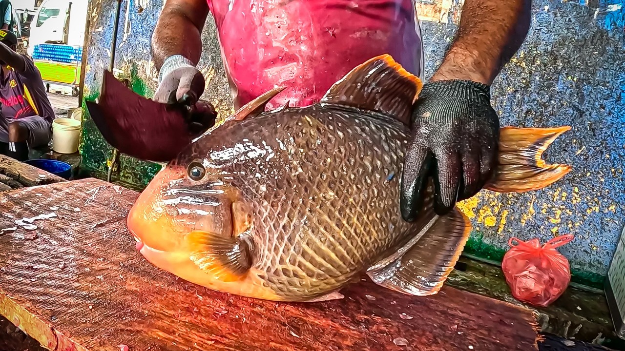 Titan Triggerfish vs. Sharp Knife: Watch the Master at Work
