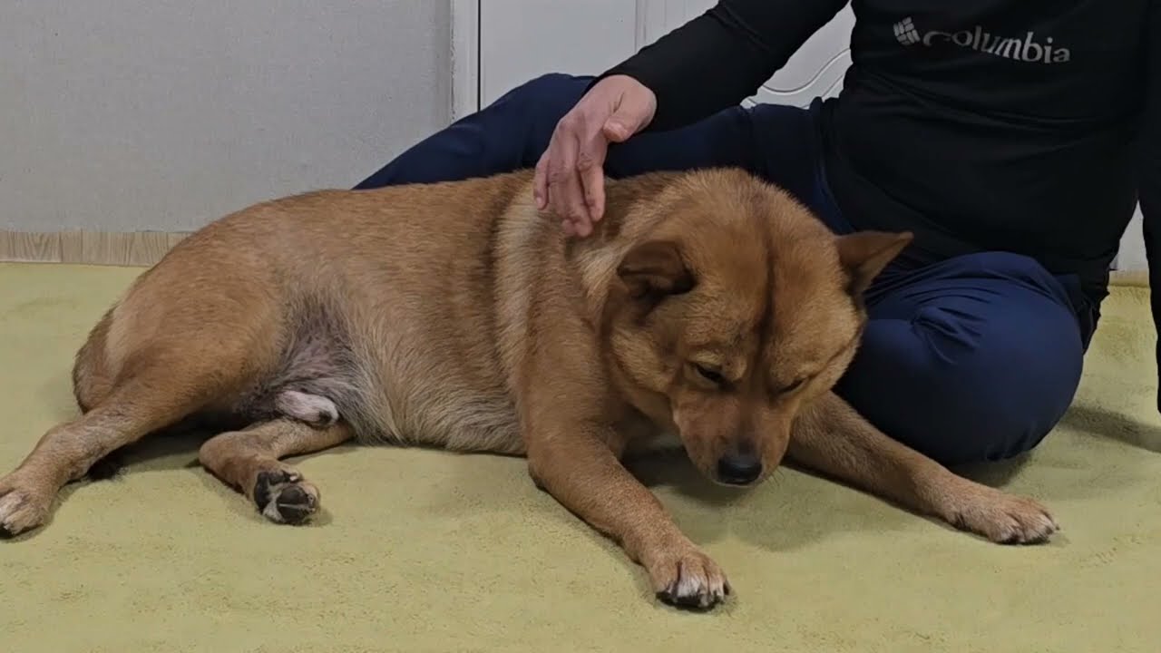 20260303 오늘의 따야 Today's Ddaya🥰 #왕크왕귀 #진도믹스 #황구 #시고르자브 #댕댕이 #힐링 #위로 #펫로스 #7080 #무반주노래