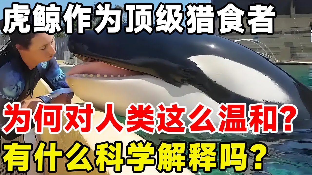 虎鲸作为顶级猎食者，为何对人类这么温和？有什么科学解释吗？#科普 #科普頻道 #动物 #虎鲸#科普说说说
