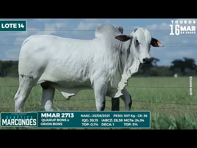 LOTE 14   MMAR 2713