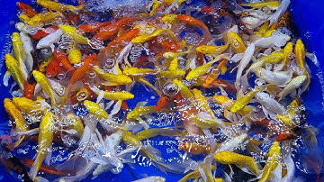 Bảng giá cá koi mini, Combo Cá Koi Đủ Màu Sắc size 5-6cm đến 50-60cm