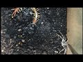 Desert centipede VS huntsman (part 2)