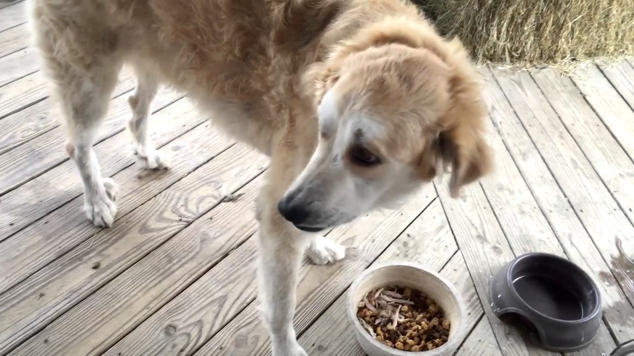 liquid vet hip and joint