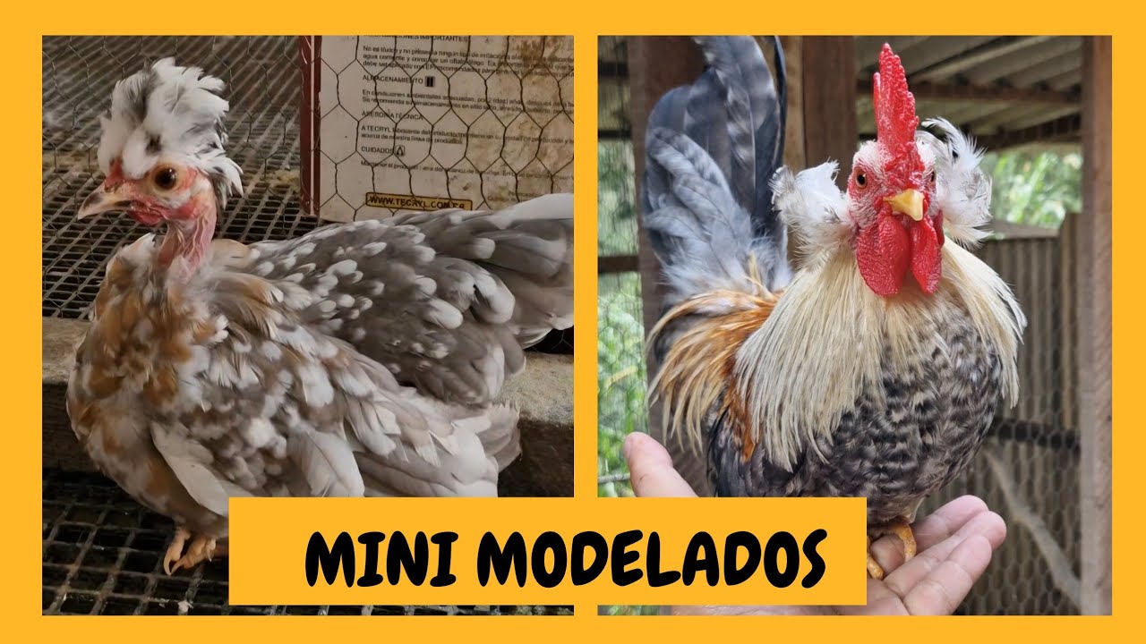 Mini Garnizés Modelados | Atualização Junho 2025 | Sítio 5 Irmãos