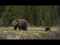 Restoring grizzly bear habitat using prescribed fire