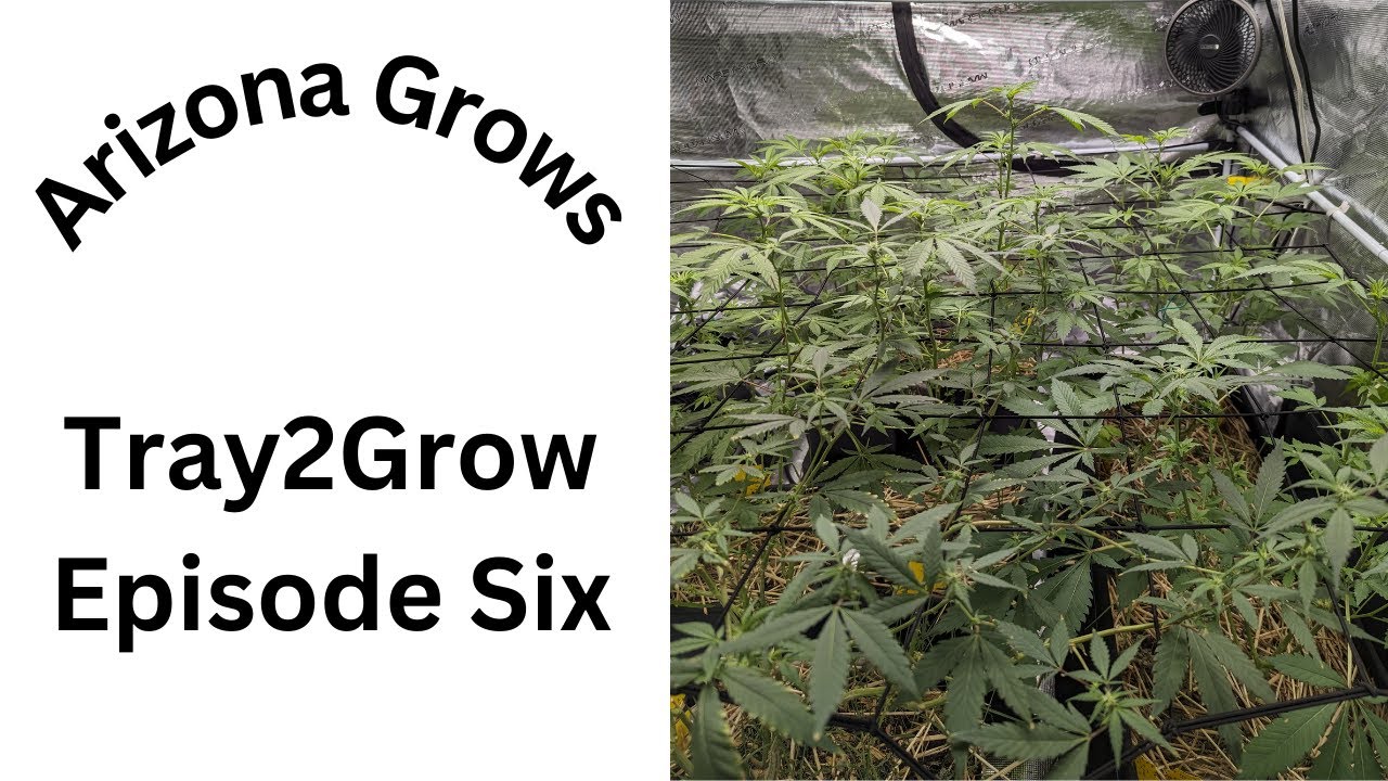 Tray2Grow Episode 7, I'm pollinating some branches!