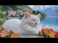 12 Hours Of Calming Music For Cats Quiet Comfort Music Gentle Stress Free Sleep Cat TV No Ads