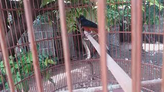 Cara Mengatasi Murai Batu Berak Kapur Putih