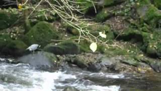 heron on exmoor 2.wmv