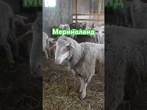 Новый баран Мериноланд