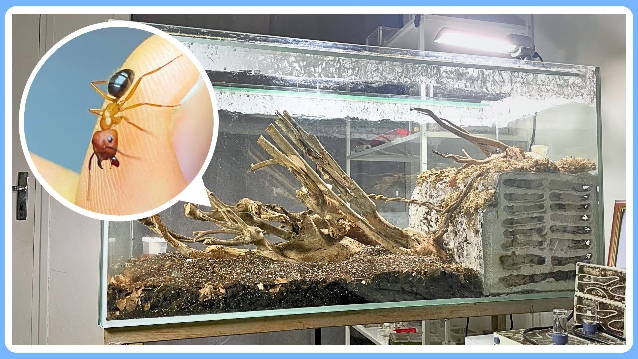 Relooking fourmilière XXL : Avant/Après incroyable !